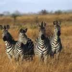 WALKING WITH THE MAASAI